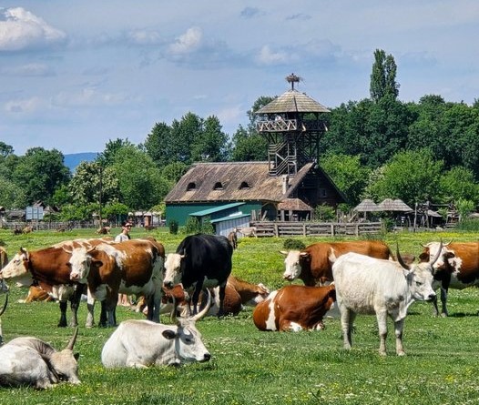 Kuda sa decom - izlet sa decom u okolini Beograda